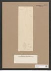 Pleurosigma rhombeum Grun. (de-Toni-Nr.: Genus 13, Species 1034) Zeichnungen Sammlung Grunow Nr. 2093 (NHMW-BOT-W0368963)